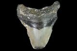 Bargain, Fossil Megalodon Tooth - North Carolina #91644-1